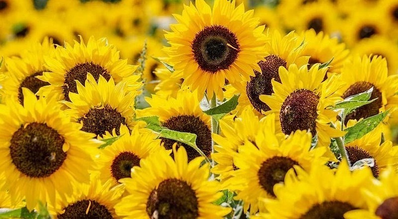 Sunflower Header Image.jpg