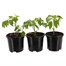 A Lucky Dip Selection! Tomato Assorted 3 x 1L Pot Vegetable Alternative Image1