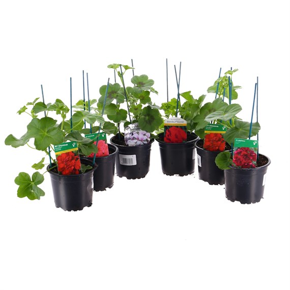 A Lucky Dip Selection! Geraniums Upright Red - 6 x 10.5cm Pot Bedding