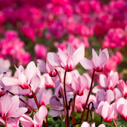 Cyclamen Plants