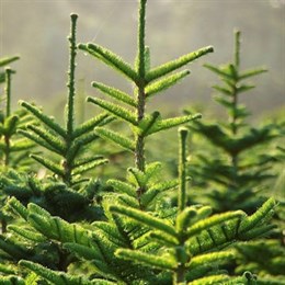 Real Christmas Trees