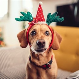 Christmas for Dogs