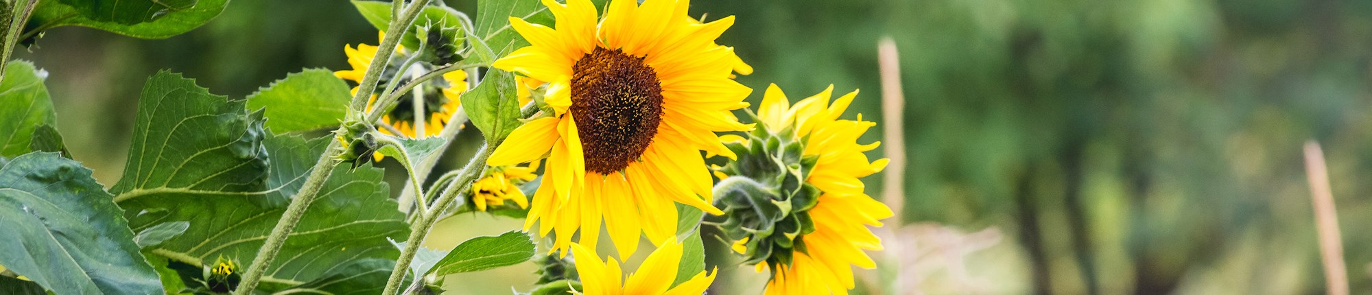 Sunflower Header Image.jpg