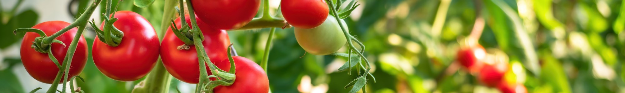 grow-your-own-tomatoes-national-childrens-gardening-week.jpg