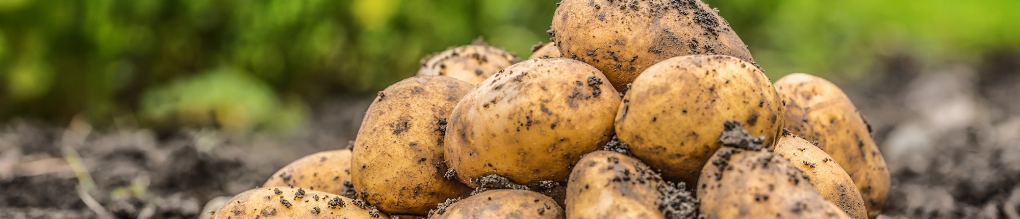 potato-blog-header.jpg