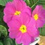 Primrose Provence Mix - Super 6 Pack Boxed BeddingAlternative Image1