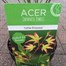 Acer 'Little Princess' - 19cm PotAlternative Image1
