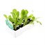 Lettuce Cos 12 Pack Boxed VegetablesAlternative Image3