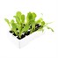 Lettuce Cos 12 Pack Boxed VegetablesAlternative Image4