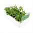 Peas Sugar Snap 6 Pack Boxed VegetablesAlternative Image3