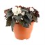 A Lucky Dip Selection! Begonia Nonstop - 6.5L Pot BeddingAlternative Image2