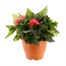 A Lucky Dip Selection! Begonia Nonstop - 6.5L Pot BeddingAlternative Image1