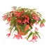 A Lucky Dip Selection! Begonia Bossa Nova - 6.5L Pot BeddingAlternative Image2