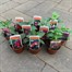 A Lucky Dip Selection! Mixed Bush Fushias 10 x 7cm Starter PlantsAlternative Image1