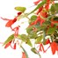 A Lucky Dip Selection! Begonia Bossa Nova - 6.5L Pot BeddingAlternative Image1