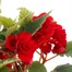 A Lucky Dip Selection! Begonia Nonstop - 6.5L Pot BeddingAlternative Image3