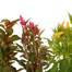 A Lucky Dip Selection! Celosia - 13cm x 3 Pot BeddingAlternative Image1