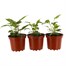 A Lucky Dip Selection! Echinacea 3 x 3L Pot BeddingAlternative Image1
