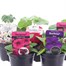 A Lucky Dip Selection! Starter Plants Elite Mixed - 5 x 9cm Pot BeddingAlternative Image1