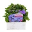 Ageratum F1 Hybrid 6 Pack Boxed BeddingAlternative Image1