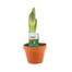 Amaryllis Exotic Striped in Terracotta Pot - 14cm PotAlternative Image2