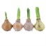 Amaryllis (Single) Waxed Christmas Houseplant - Gold SelectionAlternative Image1