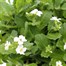 Arabis Snowcap 2L Pot BeddingAlternative Image1