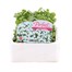 Arabis Snowdrop 6 Pack Boxed BeddingAlternative Image1