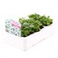 Arabis Snowdrop 6 Pack Boxed BeddingAlternative Image2