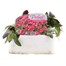 Arabis Spring Charm 6 Pack Boxed BeddingAlternative Image1