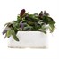 Arabis Spring Charm 6 Pack Boxed BeddingAlternative Image2