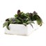 Arabis Spring Charm 6 Pack Boxed BeddingAlternative Image4