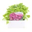 Arabis Treasure Deep Rose 6 Pack Boxed BeddingAlternative Image1