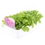 Arabis Treasure Deep Rose 6 Pack Boxed BeddingAlternative Image3