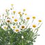 Argyranthemum White 3L Pot Bedding Alternative Image1