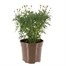 Argyranthemum White 3L Pot Bedding Alternative Image2