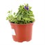 Aubrieta Dr Mules Varigated 10.5cm Pot BeddingAlternative Image1