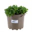 Aubrieta Florado Blue Eyes 2L Pot BeddingAlternative Image1