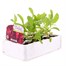 Beet Bulls Blood 12 Pack Boxed VegetablesAlternative Image2