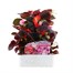 Begonia Semp Mixed Bronze Leaf 6 Pack Boxed BeddingAlternative Image1