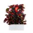 Begonia Semp Mixed Bronze Leaf 6 Pack Boxed BeddingAlternative Image2