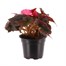 Begonia Mocca Pink 13cm Pot BeddingAlternative Image1