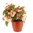 Begonia Non Stop Mixed Pale Pink 6.5L Pot Bedding Alternative Image1