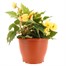 Begonia Non Stop Mixed Yellow 6.5L Pot Bedding Alternative Image1