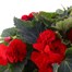 Begonia Red 6.5L Pot BeddingAlternative Image1