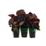 Begonia Semp Red Bronze Leaf Mini 6 Boxed BeddingAlternative Image1