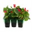 Begonia Semp Green Leaf Red Mini 6 Boxed BeddingAlternative Image1