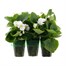 Begonia Semp Green Leaf White Mini 6 Boxed BeddingAlternative Image1