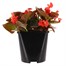 Begonia Semperflorens Red Bronze Leaf 2L Pot Bedding Alternative Image1