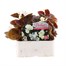 Begonia Semperflorens White Bronze Leaf 6 Pack Boxed BeddingAlternative Image1
